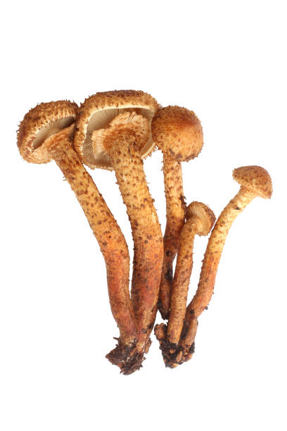 istock Honey fungus 1022407376