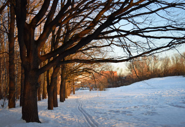 istock Bare trees over ski track in the park at sunset. 1022407904