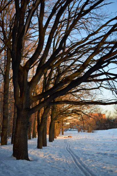 istock Bare trees over ski track in the park at sunset. 1022407948