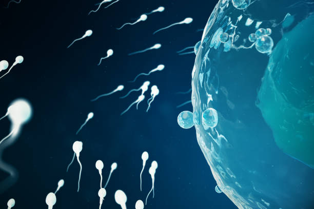 istock Sperm and egg cell, ovum. Native and natural fertilization - close-up view. Conception the beginning of a new life. Medical concept 3D illustration 1022408240