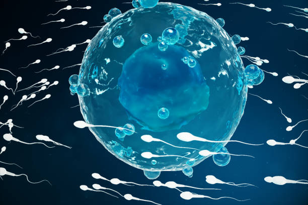 istock Sperm and egg cell, ovum. Native and natural fertilization - close-up view. Conception the beginning of a new life. Medical concept 3D illustration 1022408254