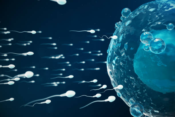 istock Sperm and egg cell, ovum. Native and natural fertilization - close-up view. Conception the beginning of a new life. Medical concept 3D illustration 1022408282