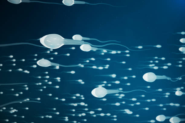 istock Sperm approaching egg cell, ovum. natural fertilization - close-up view. Conception, the beginning of a new life. 3D illustration 1022408304