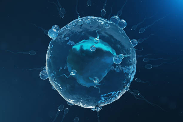 istock Sperm and egg cell, ovum. Native and natural fertilization - close-up view. Conception, the beginning of a new life. 3D illustration 1022408308