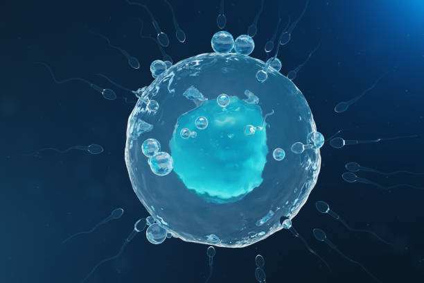 istock Sperm and egg cell, ovum. Native and natural fertilization - close-up view. Conception, the beginning of a new life. 3D illustration 1022408316