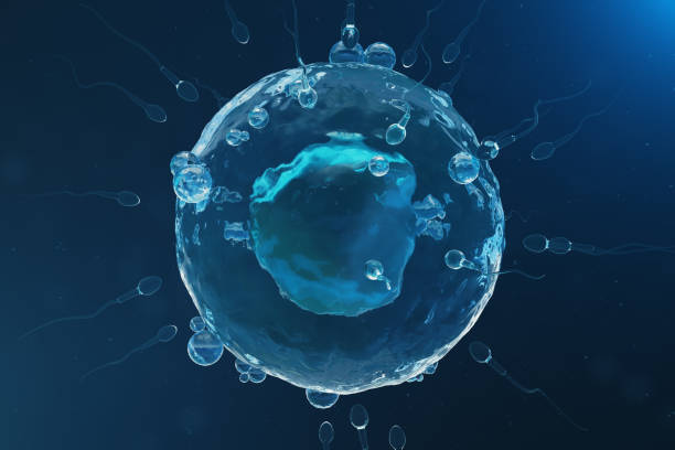 istock Sperm and egg cell, ovum. Native and natural fertilization - close-up view. Conception, the beginning of a new life. 3D illustration 1022408324
