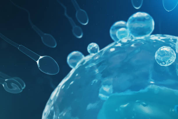 istock Sperm and egg cell, ovum. Native and natural fertilization - close-up view. Conception, the beginning of a new life. 3D illustration 1022408334