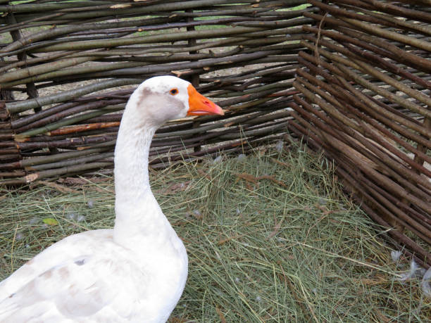 istock White goose on the farm 1022413568