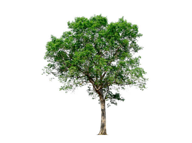 istock Trees isolated on white background, tropical trees isolated used for design, with clipping path 1022416142