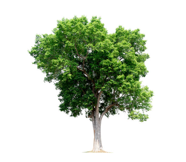 istock Trees isolated on white background, tropical trees isolated used for design, with clipping path 1022416536