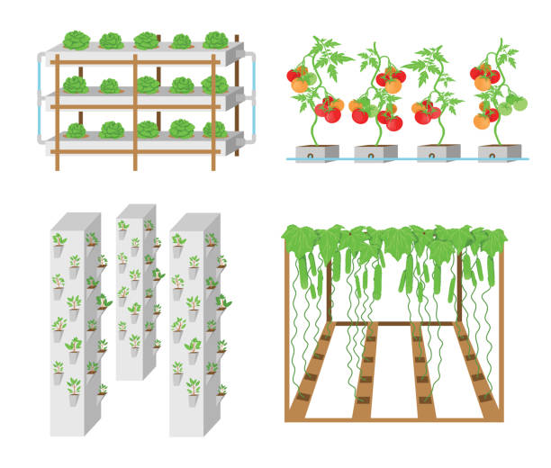 гидропонные системы роста овощей в в�екторе. - aeroponics stock illustrations