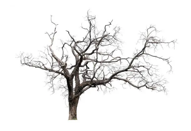 Photo of Dead tree isolated with white background