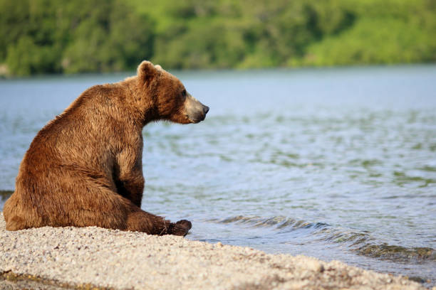 istock wild bear sits by the river 1022419790