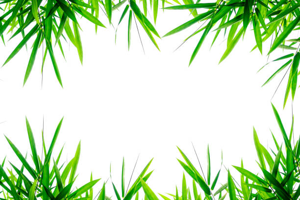 istock Bamboo leaves Isolated on a white background,With clipping path 1022419858