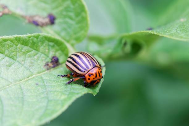 istock Colorado potato beetle (Leptinotarsa decemlineata) 1022419994