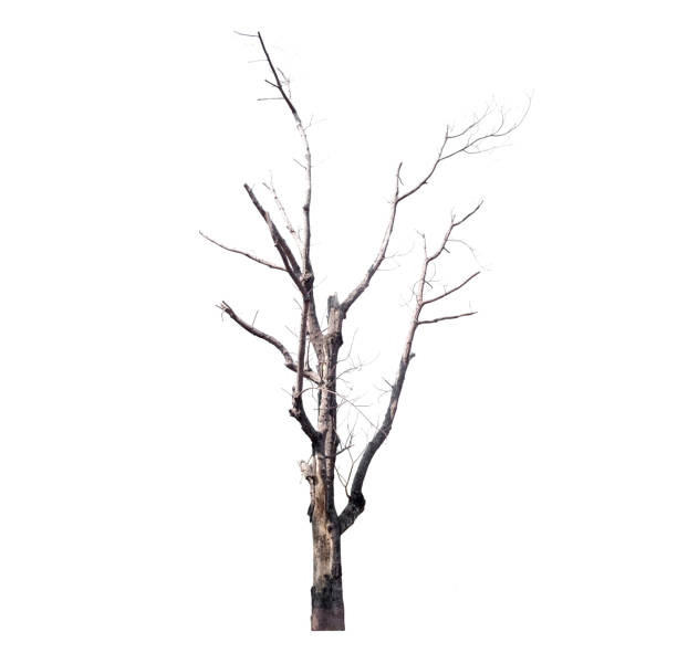 istock Dead trees isolated on white background, tropical trees isolated used for design, with clipping path 1022420112