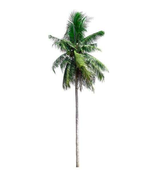 istock Coconut tree on white background, tropical trees isolated used for design, with clipping path 1022420326