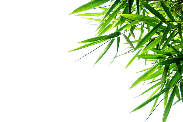 istock Bamboo leaves Isolated on a white background 1022420350