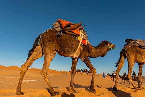 istock Sahara Desert, Morocco. Berber man leading camel caravan going through the sand dunes. 1022420684