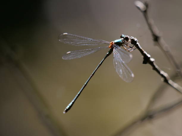 istock Dragonfly in the rays of sun 1022421034