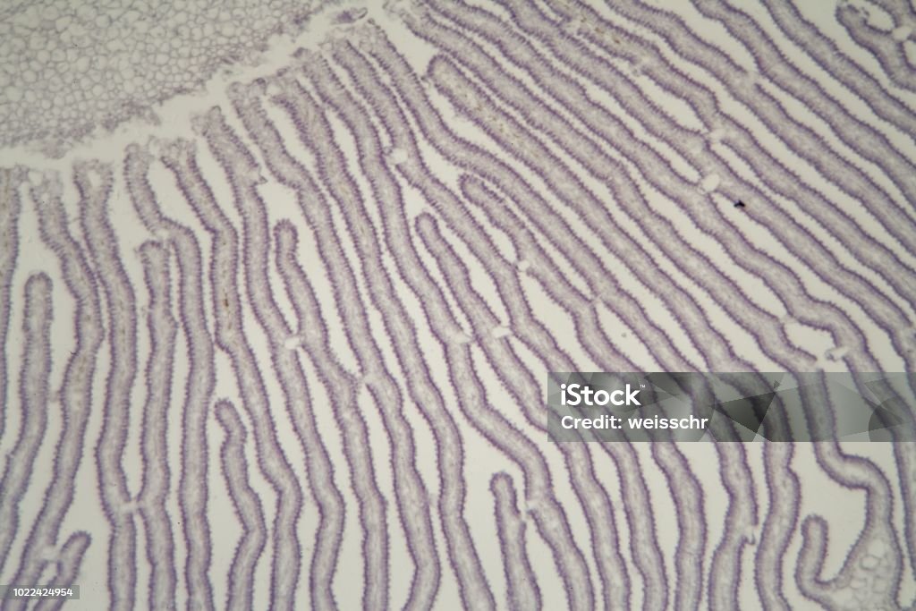 Coprinus Microscope Coprinus Mushroom Under The Microscope Stock Photo - Download Image Now ...