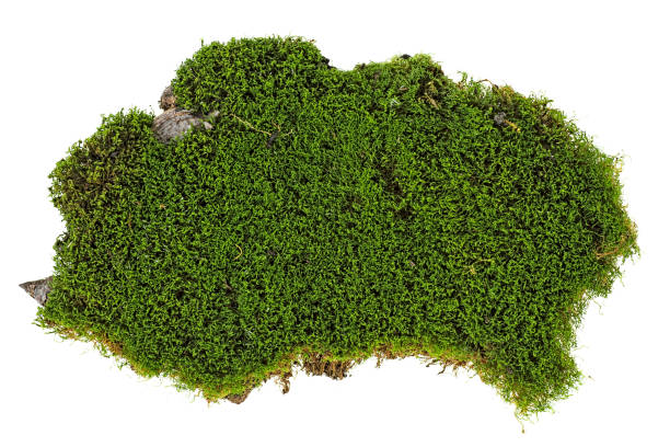 istock Piece of green moss on white background, top view. 1022424958