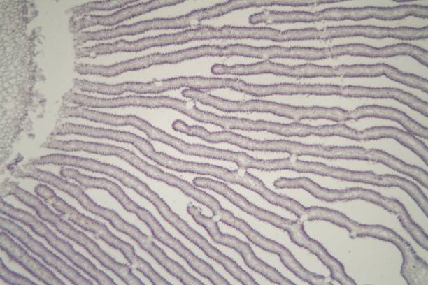 coprinus mushroom under the microscop - microscop imagens e fotografias de stock