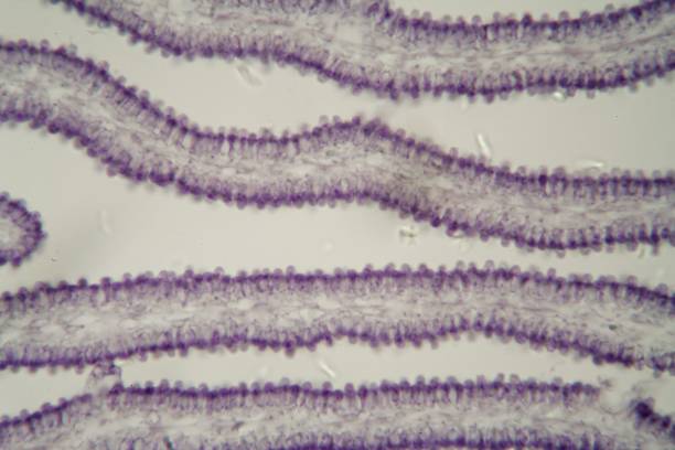 coprinus mushroom under the microscop - microscop imagens e fotografias de stock