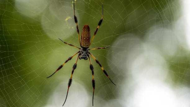 istock golden silk orb-weavers 1022434658