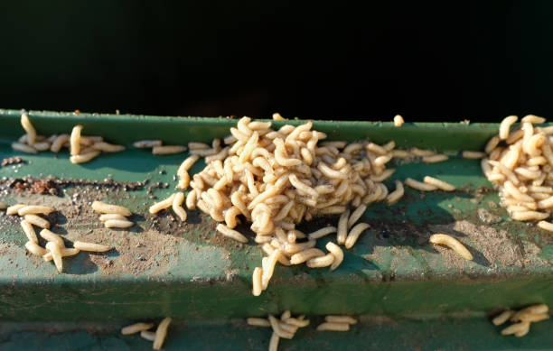 Maggot Pictures | Download Free Images on Unsplash