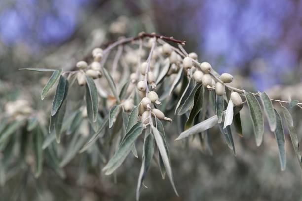 Russian olive (Elaeagnus angustifolia) Fruits of a Russian olive tree (Elaeagnus angustifolia) elaeagnus angustifolia stock pictures, royalty-free photos & images