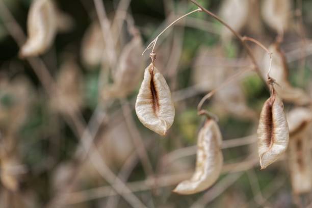 Fruits of a bladder senna bush (Colutea arborescens)