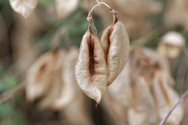 Fruits of a bladder senna bush (Colutea arborescens)