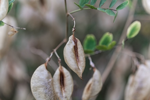 Fruits of a bladder senna bush (Colutea arborescens)