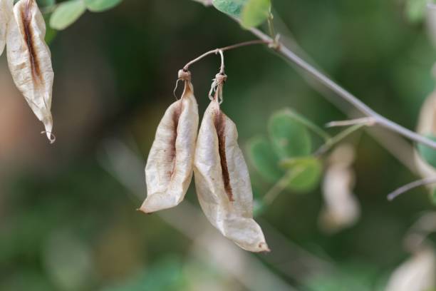 Fruits of a bladder senna bush (Colutea arborescens)