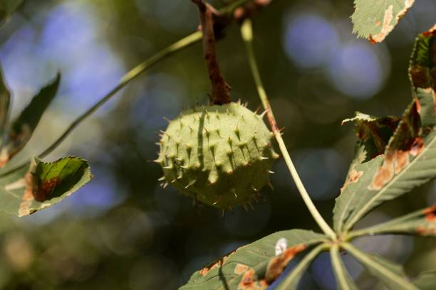 istock Fruit of a horse chestnut tree 1022440412