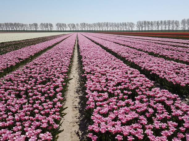istock Fields with tulips white and red white in rows on a field on Goeree in the Netherlands 1022440578