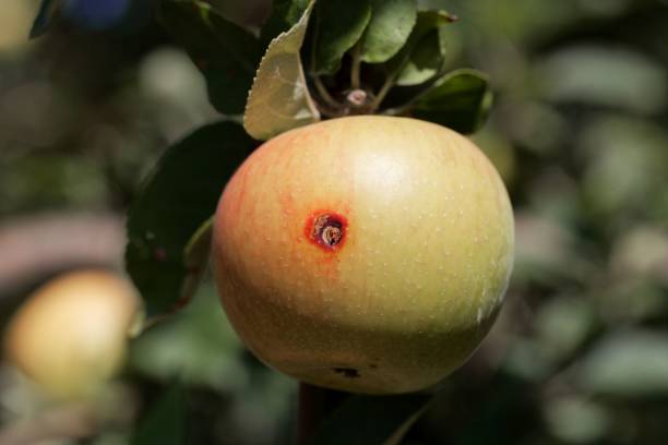 istock Boring trace of a codling moth (Cydia pomonella) in an apple 1022443202