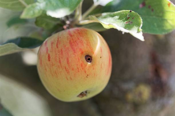 Boring trace of a codling moth (Cydia pomonella) in an apple Boring trace of a codling moth (Cydia pomonella) in an apple on a branch with leaves. moth larvae pictures pictures stock pictures, royalty-free photos & images