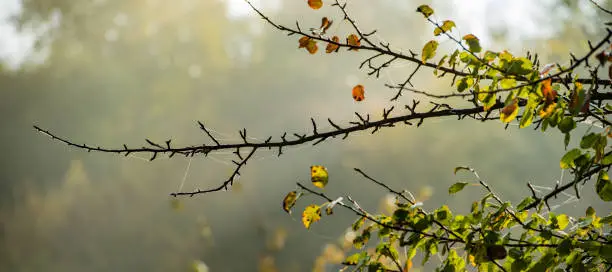 Photo of branch of a tree covered with cobwebs in the autumn misty morning