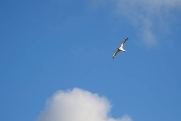 istock Seagull on the background of a blue sky 1022450388