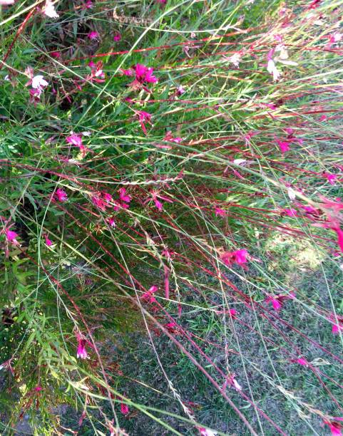 istock pink flower in the nature 1022452652