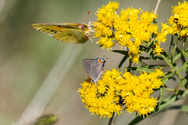 istock Gray Hairstreak Butterfly 1022452656
