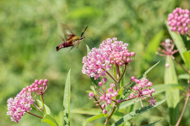 スキバホウジャク 写真のストックフォト