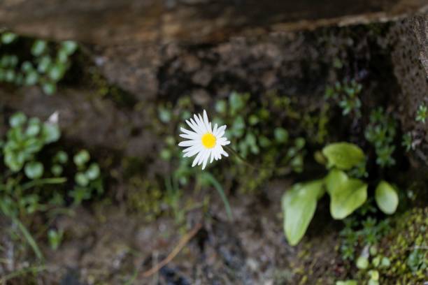 istock The alpine flower Bellidiastrum michelii 1022452952