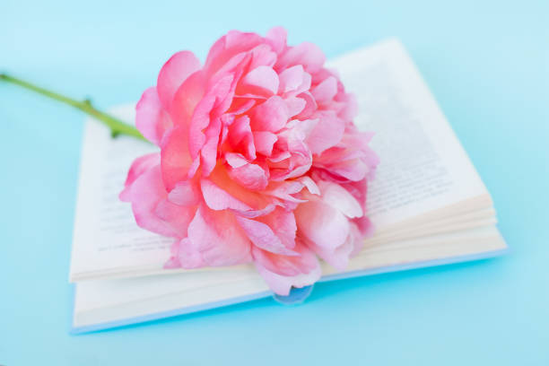 istock Peony flower and book on blue background 1022456512
