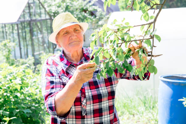 istock Relaxed senior lady working in her garden growing vegetables 1022463094
