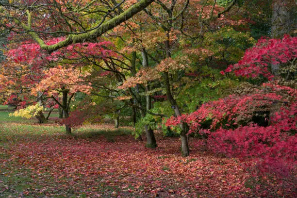 Autumn Maple Colors.