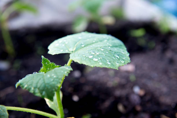 istock Relaxed senior lady working in her garden growing vegetables 1022463994