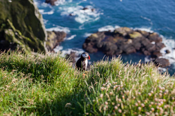istock Puffin on the cliff. 1022466144
